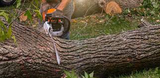 How Our Tree Care Process Works  in  West New York, NJ