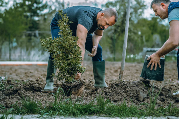 Best Tree Health Inspection  in West New York, NJ