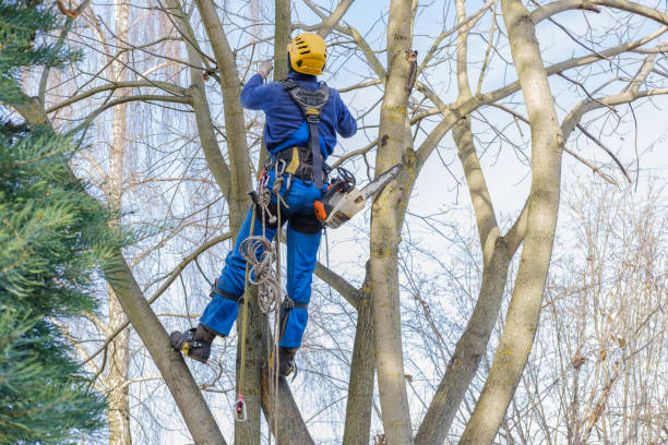 Best Lawn Disease Treatment  in West New York, NJ