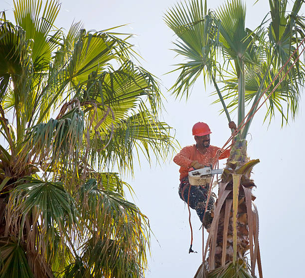 West New York, NJ Tree Services Company