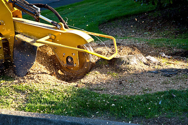 Best Tree Trimming and Pruning  in West New York, NJ